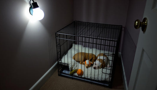 Crate Training a Puppy at Night